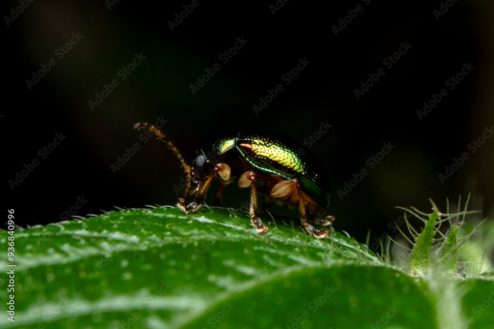 macro of a beetle macro of a beetle