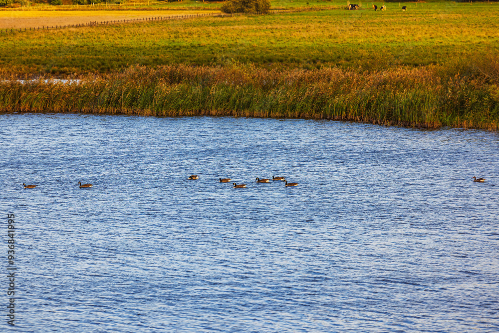 Beautiful view of calm river with ducks swimming, surrounded by tall grass and green fields in background. Sweden. Beautiful view of calm river with ducks swimming, surrounded by tall grass and green fields in background. Sweden.