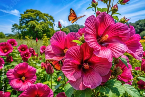 Vibrant pink and burgundy maroon blooms of large giant perennial blush hardy hibiscus flower rose mallow bush plant attract monarch butterflies and bees in botanical garden paradise. photo