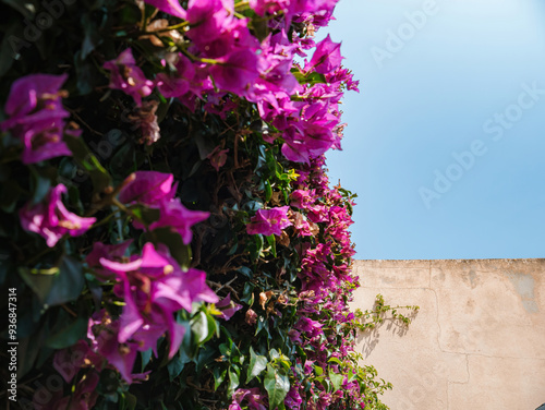 A minimalist photograph featuring vibrant bougainvillea flowers against an orange stone wall, with a clear blue sky in the background, creating a cinematic image perfect for a postcard