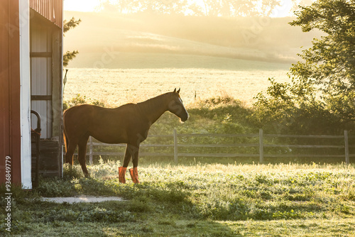 A horse with fly boots standing next to a run-in shed in a pasture on a foggy morning. photo