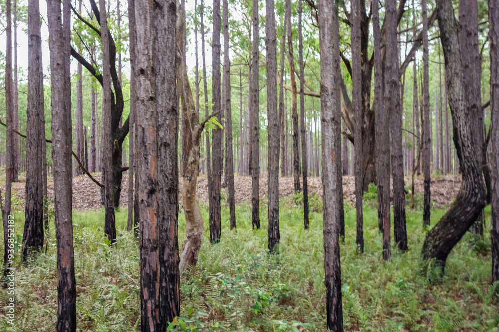 Obraz premium trunks of pine and eucalyptus trees in the forest, side by side