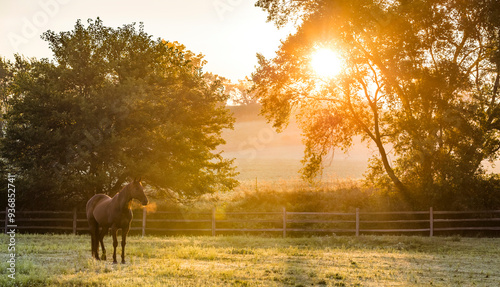 A horse with steaming breath standing in a pasture during the golden hour on a foggy morning in a banner format. 