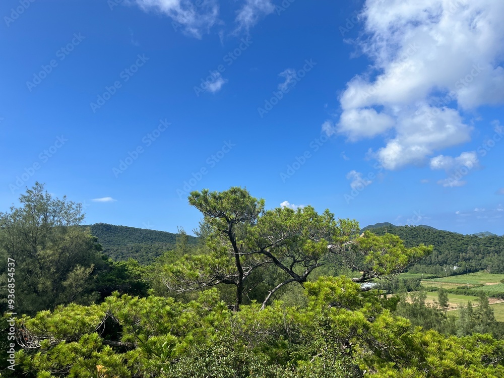 vineyard in the spring okinawa iheya Island torazuiwa