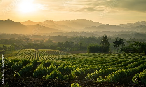 Landscape of peanuts plantation in countryside Thailand near mountain at evening with sunshine, industrial agriculture. 