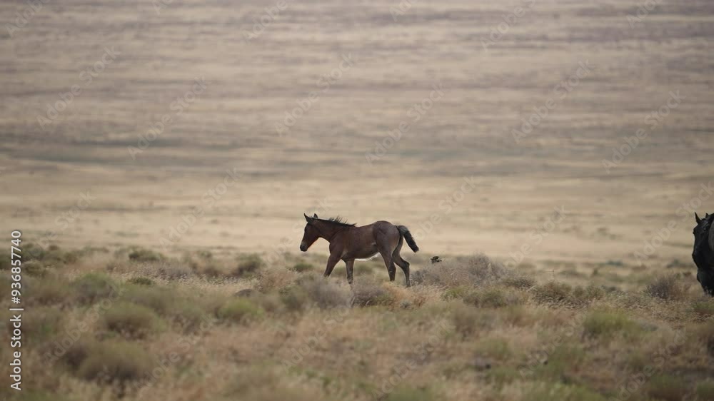 Wild horse pony running in front of the herd as they graze through the desert landscape in Utah. Wild horse pony running in front of the herd as they graze through the desert landscape in Utah.