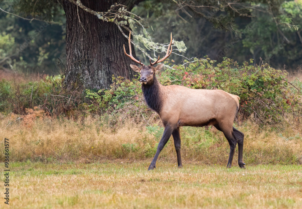 Roosevelt Elk next to the forest. Roosevelt Elk next to the forest.