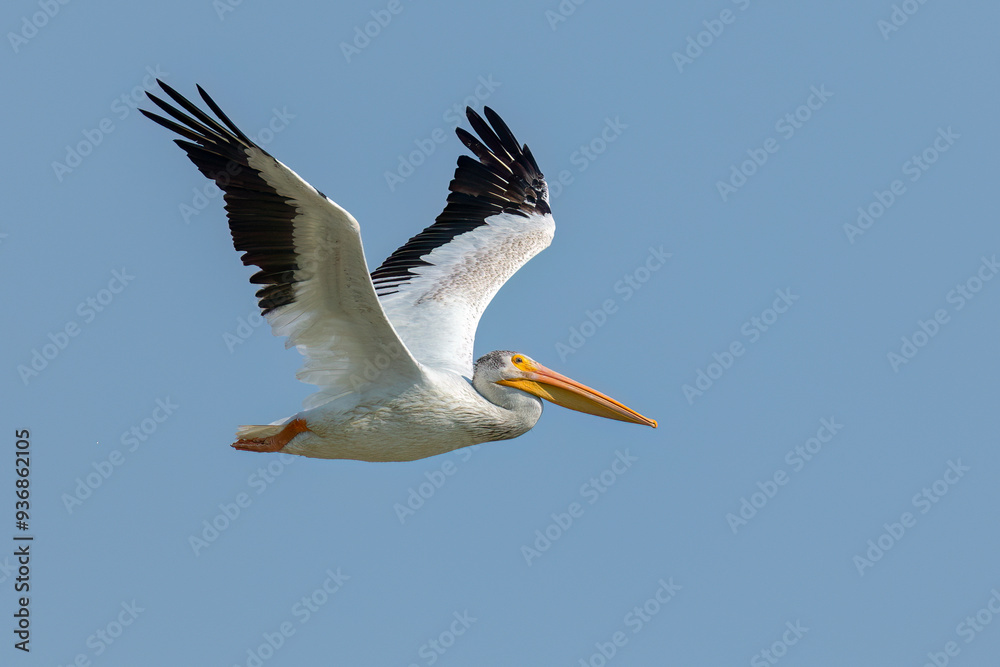American White Pelican in flight American White Pelican in flight