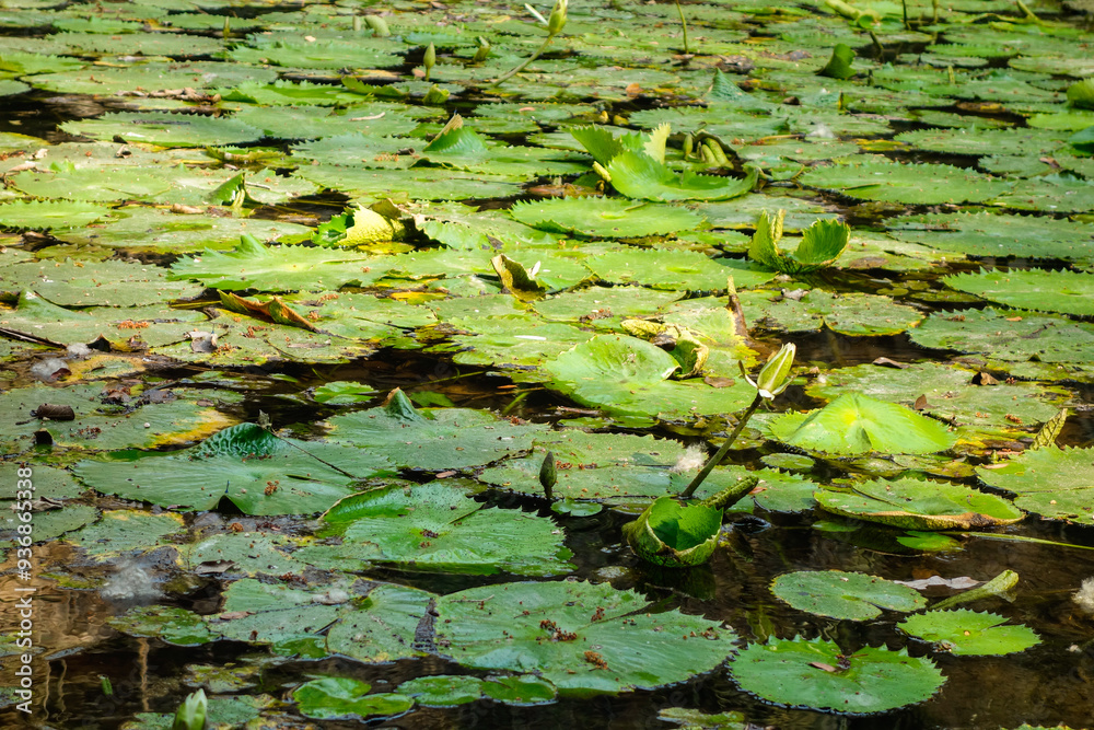 Victoria regia water lily leaves on lake, close up Victoria regia water lily leaves on lake, close up