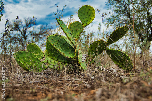 West Texas cactus