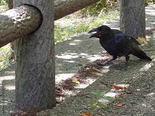 crow living lively in a garden