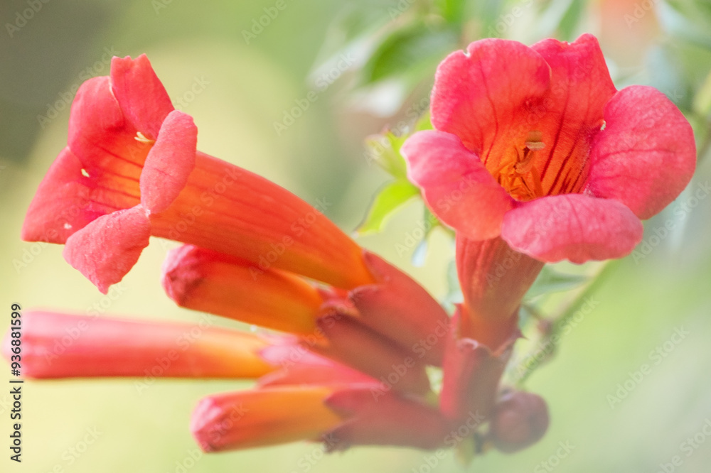 Fototapeta premium Tecoma flower on green natural bokeh in sunlight.