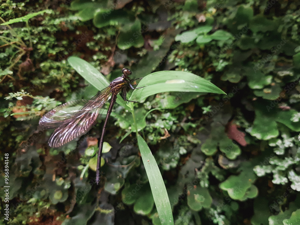 common black banded dragonfly or euphaeidae decorata perching on a plant. common black banded dragonfly or euphaeidae decorata perching on a plant.