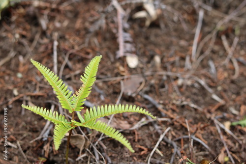 Fern leaves open like flowers photo