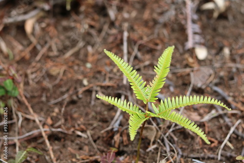 Small green ferns growing out of brown soil
