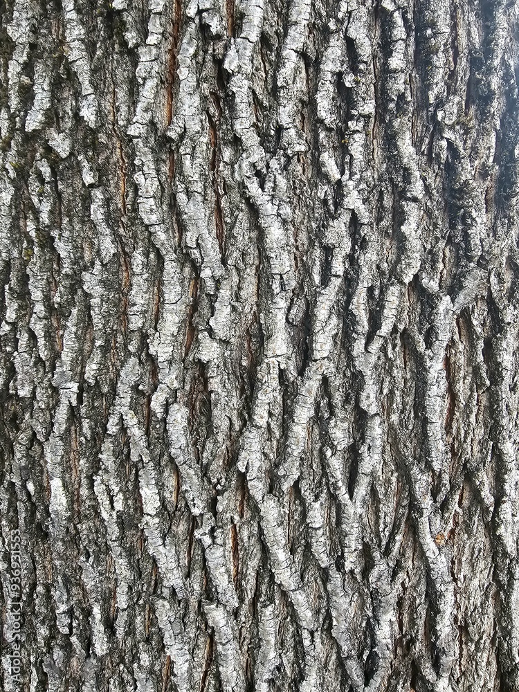 bark of a tree bark of a tree