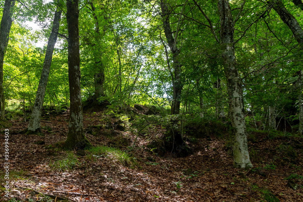 Undergrowth in the upper Trebbia valley. Liguria. Undergrowth in the upper Trebbia valley. Liguria.