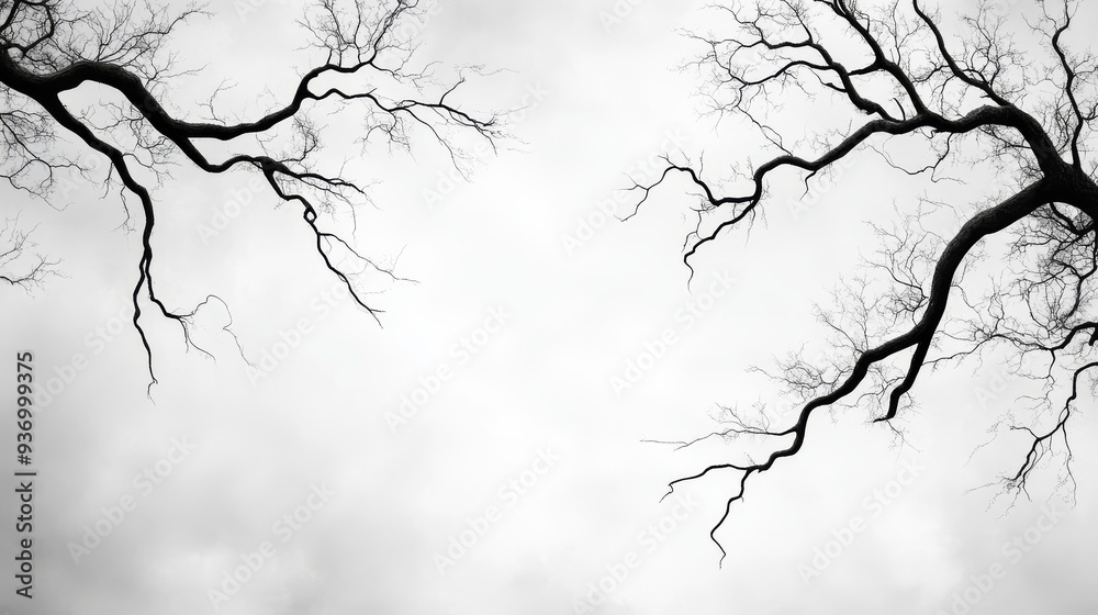 Fototapeta premium Winter's Grasp: Stark elegance of bare branches against a muted sky