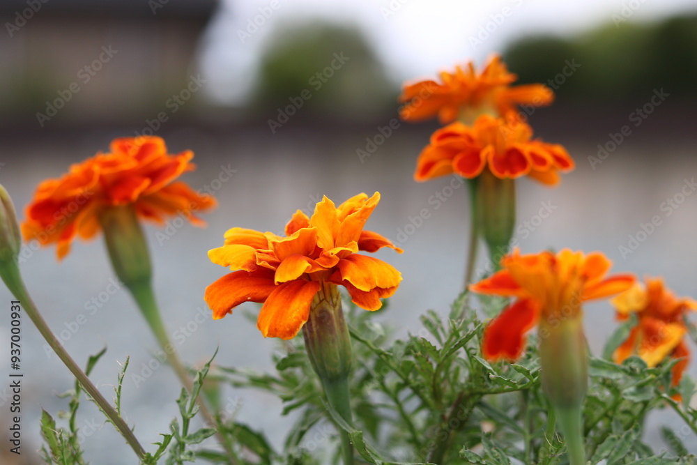 Beautiful orange flowers Beautiful orange flowers