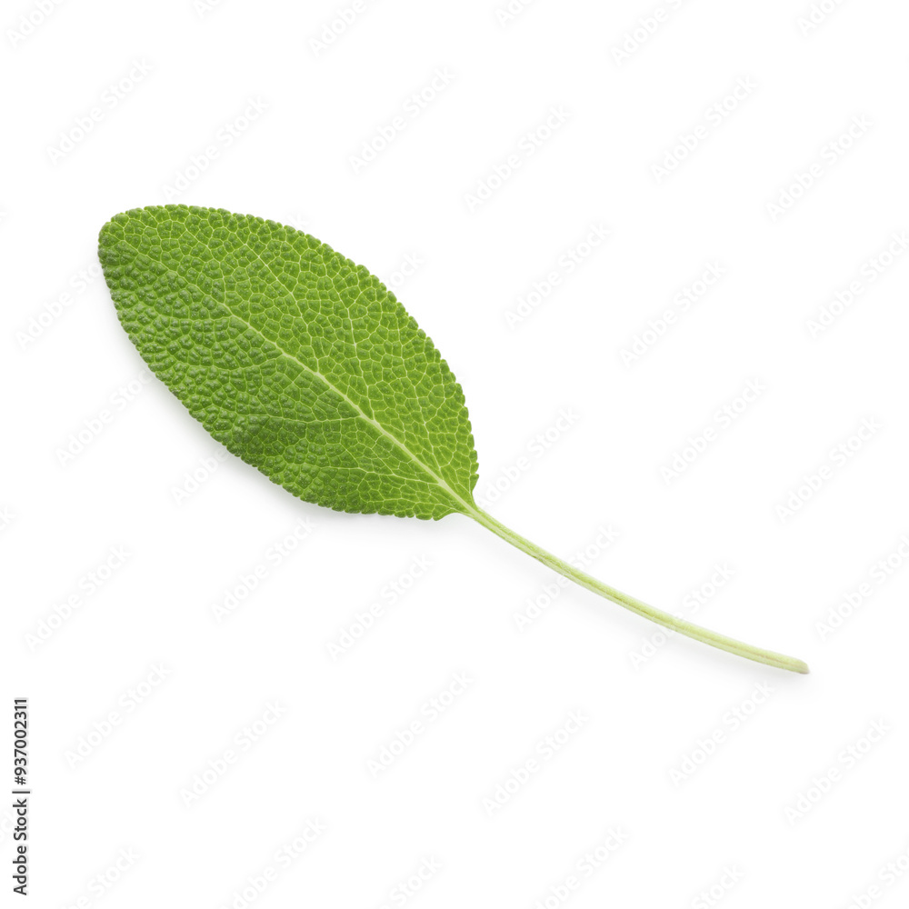 Fototapeta premium One fresh green sage leaf isolated on white