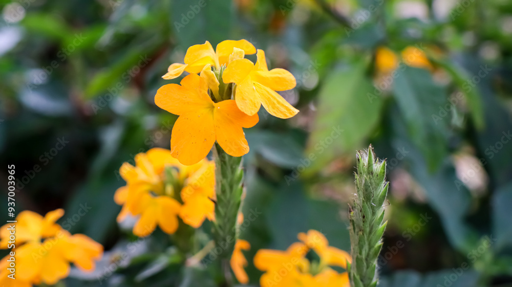 Crossandra, yellow brightly flower Crossandra, yellow brightly flower