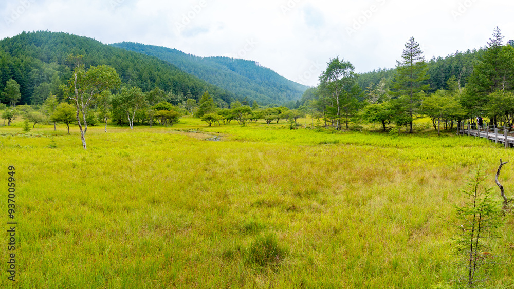 入笠山の夏 大阿原湿原の風景 長野県富士見町 日本 入笠山の夏 大阿原湿原の風景 長野県富士見町 日本