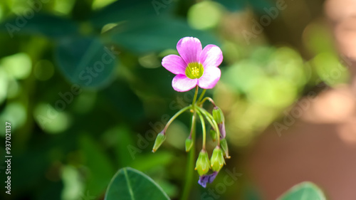 Oxalis latifolia, mini purple flower