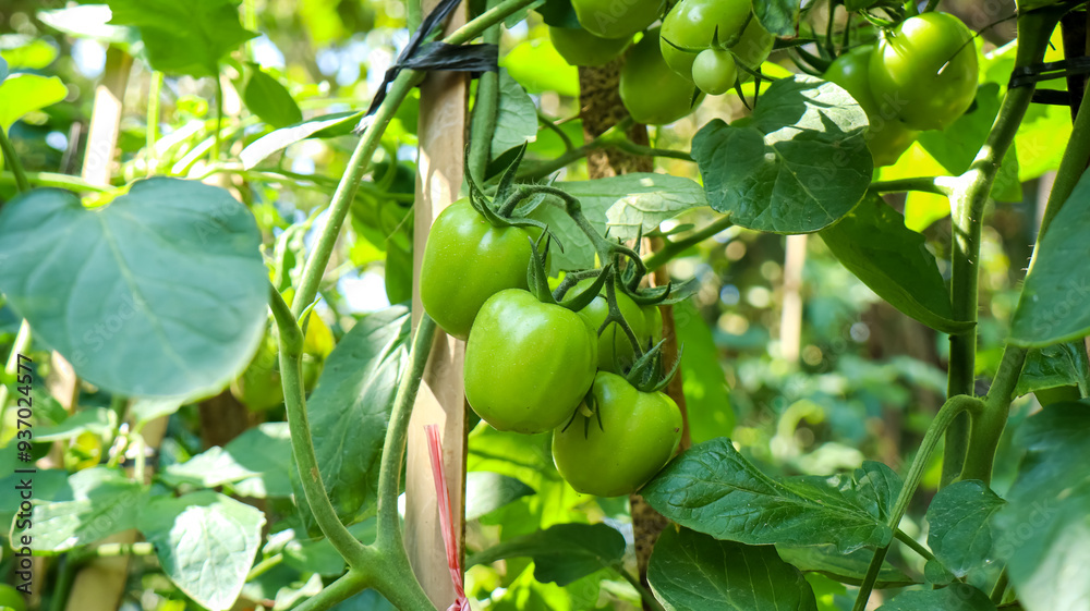 Unripe tomatoes hanging on the plant, green and fresh Unripe tomatoes hanging on the plant, green and fresh