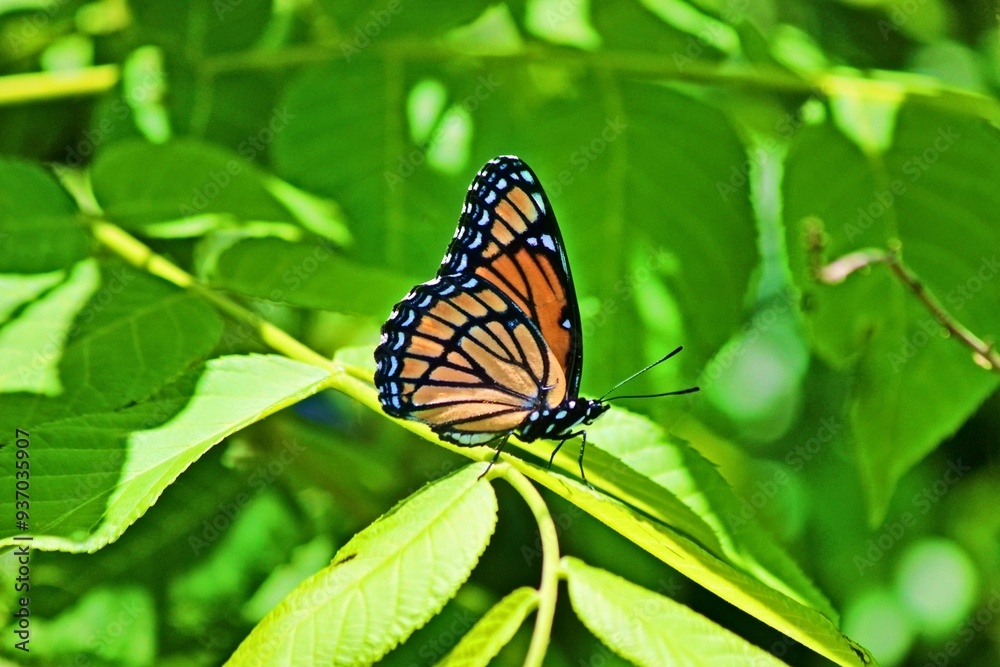 Naklejka premium butterfly on branch