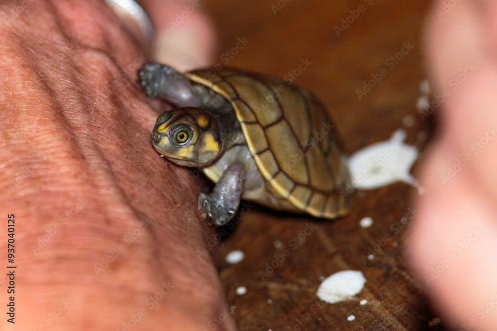 Tiny turtle crawling on outstretched hand Tiny turtle crawling on outstretched hand