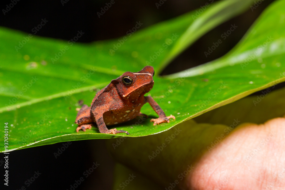 Obraz premium Small Frog on Leaf in Amazon Rainforest