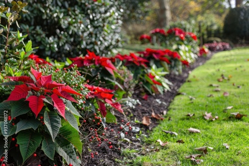 Red poinsettias and green winter plants in a row of the garden bed, a floral decoration for the Christmas