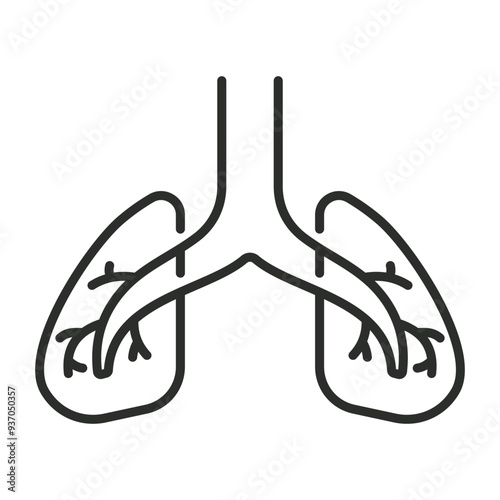 Lungs outline icon, showing anatomy outline icon, minimalist vector illustration and transparent graphic element. Isolated on white background