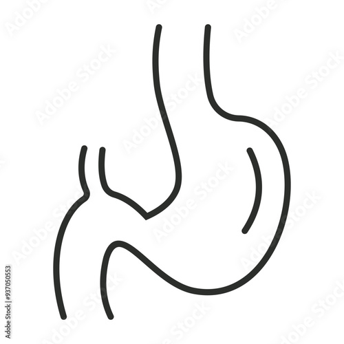 Stomach outline icon, showing anatomy outline icon, minimalist vector illustration and transparent graphic element. Isolated on white background