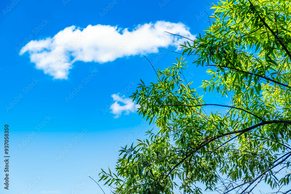 Majestic Trees Under a Blue Sky: A Serene Nature Landscape Majestic Trees Under a Blue Sky: A Serene Nature Landscape