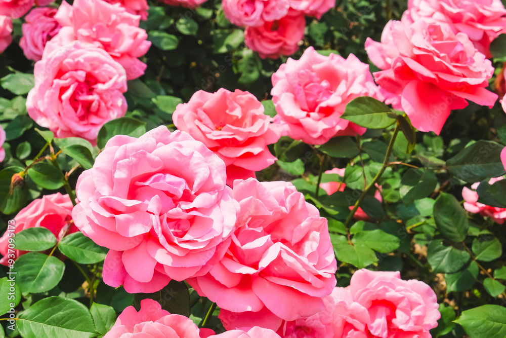 Blooming Roses in a Garden: A Romantic Floral Landscape Blooming Roses in a Garden: A Romantic Floral Landscape