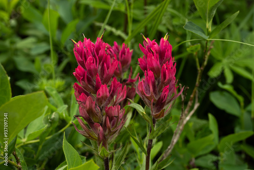 Paintbrush Blooms Fade From Top To Darker Bottoms In Summer