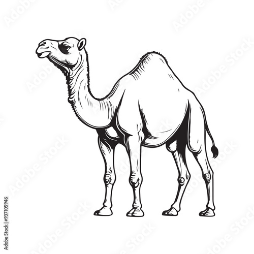 Tablou pe pânză Camel line art vector with white Background