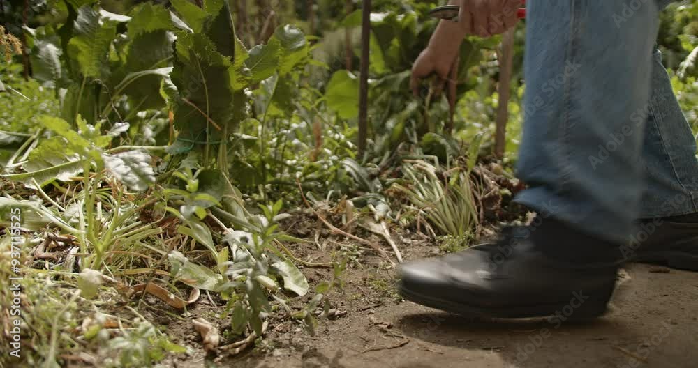 A senior man works in the garden, trimming plants and taking care of the greenery. His hands hold gardening tools as he carefully tends to the plants, embodying the gardening concept. A senior man works in the garden, trimming plants and taking care of the greenery. His hands hold gardening tools as he carefully tends to the plants, embodying the gardening concept.