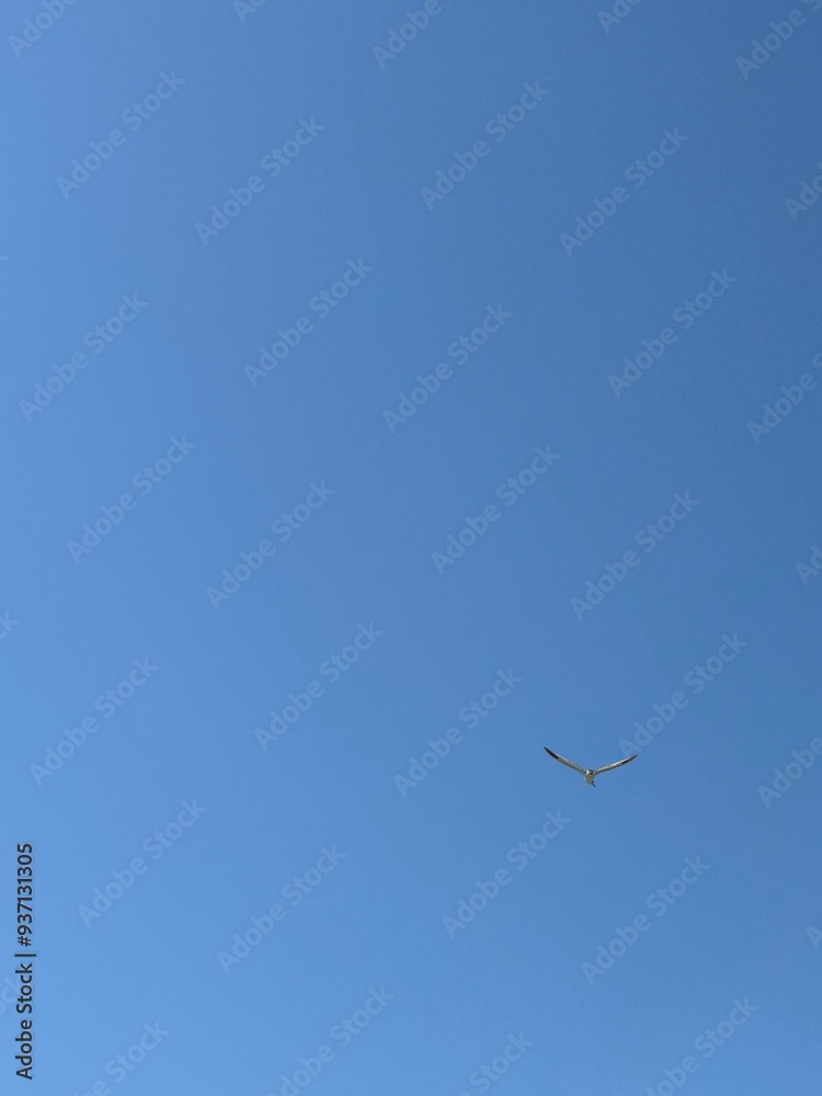 Lone Seagull Mid-Flight Against a Vast Blue Sky