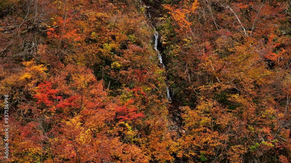 新潟・三国川の紅葉19