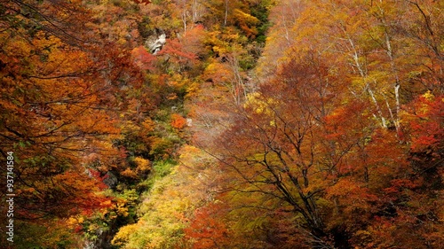 新潟・三国川の紅葉24