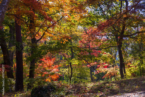 日本の風景・秋 埼玉県長瀞町 紅葉の秩父長瀞 月の石もみじ公園