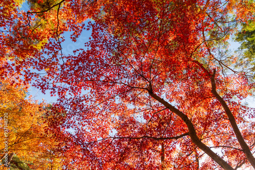 日本の風景・秋 埼玉県長瀞町 紅葉の秩父長瀞 月の石もみじ公園