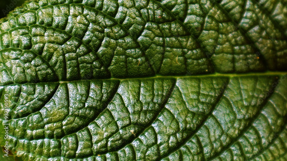 Intricate Leaf Texture