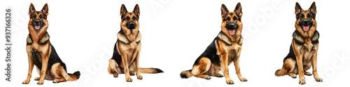 A German shepherd sitting alert pet element photorealistic strong and loyal isolated on white and transparent background photo