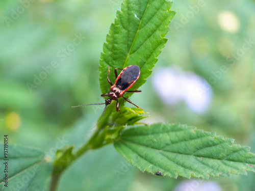 Rhiginia cruciata insects perched on green leaves