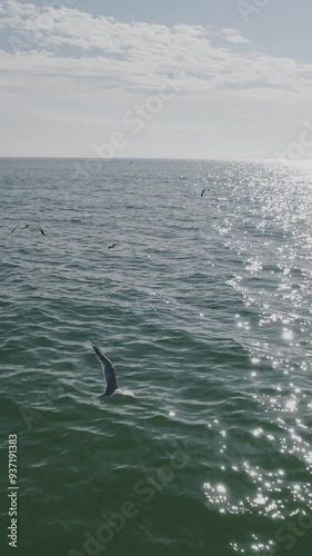Sunset Soar: Flight Across the Gulf on Florida’s West Coast

