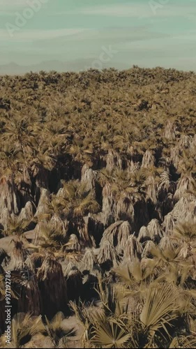 Wind-Kissed Palms: Swaying in the Southern California Breeze