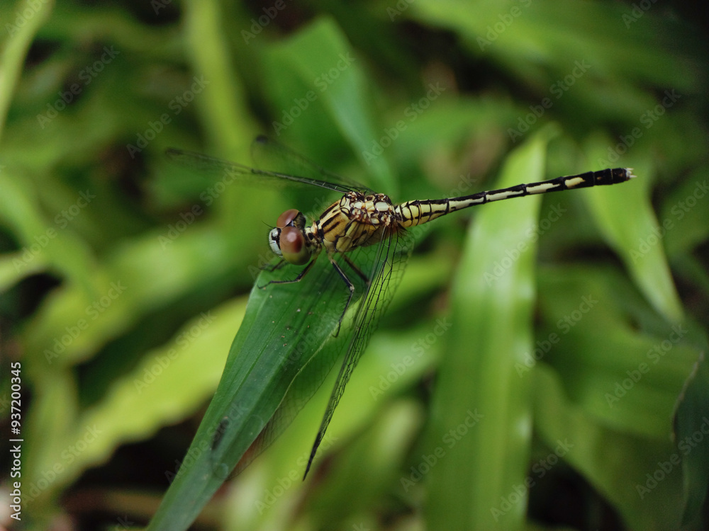 A dragonfly perched on a leaf A dragonfly perched on a leaf